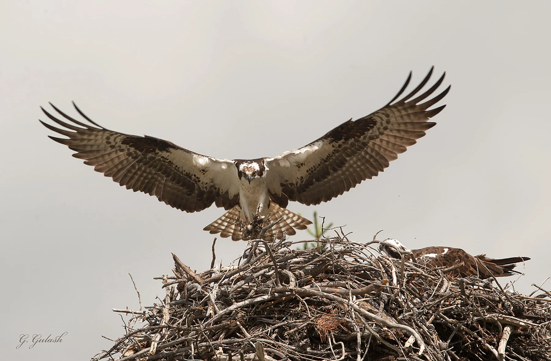 Osprey