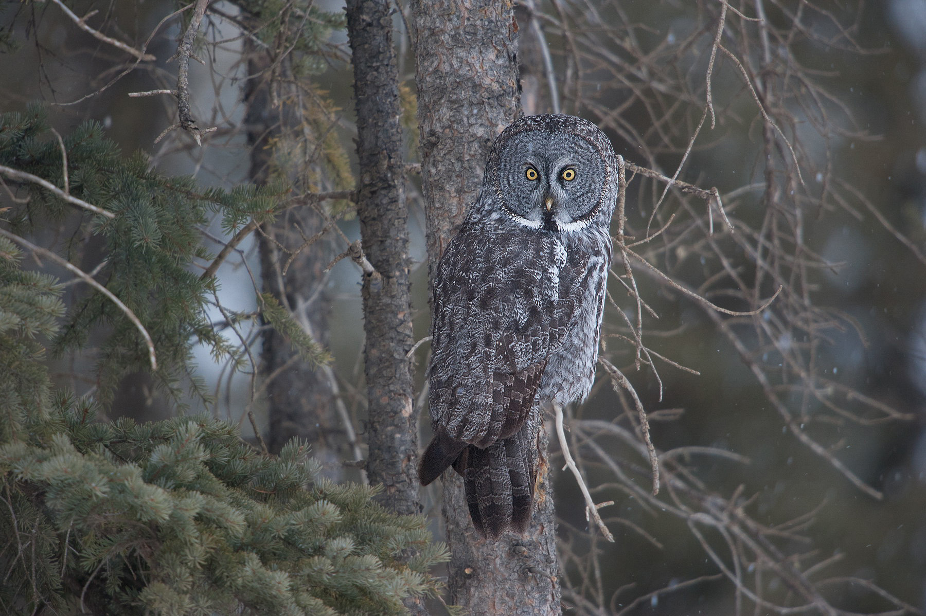 Great Grey Owl