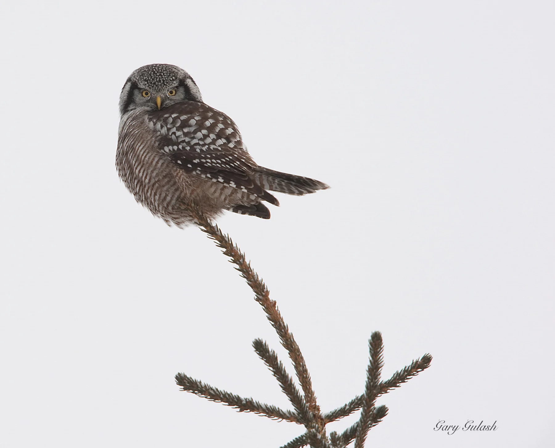 Northern Hawk Owl