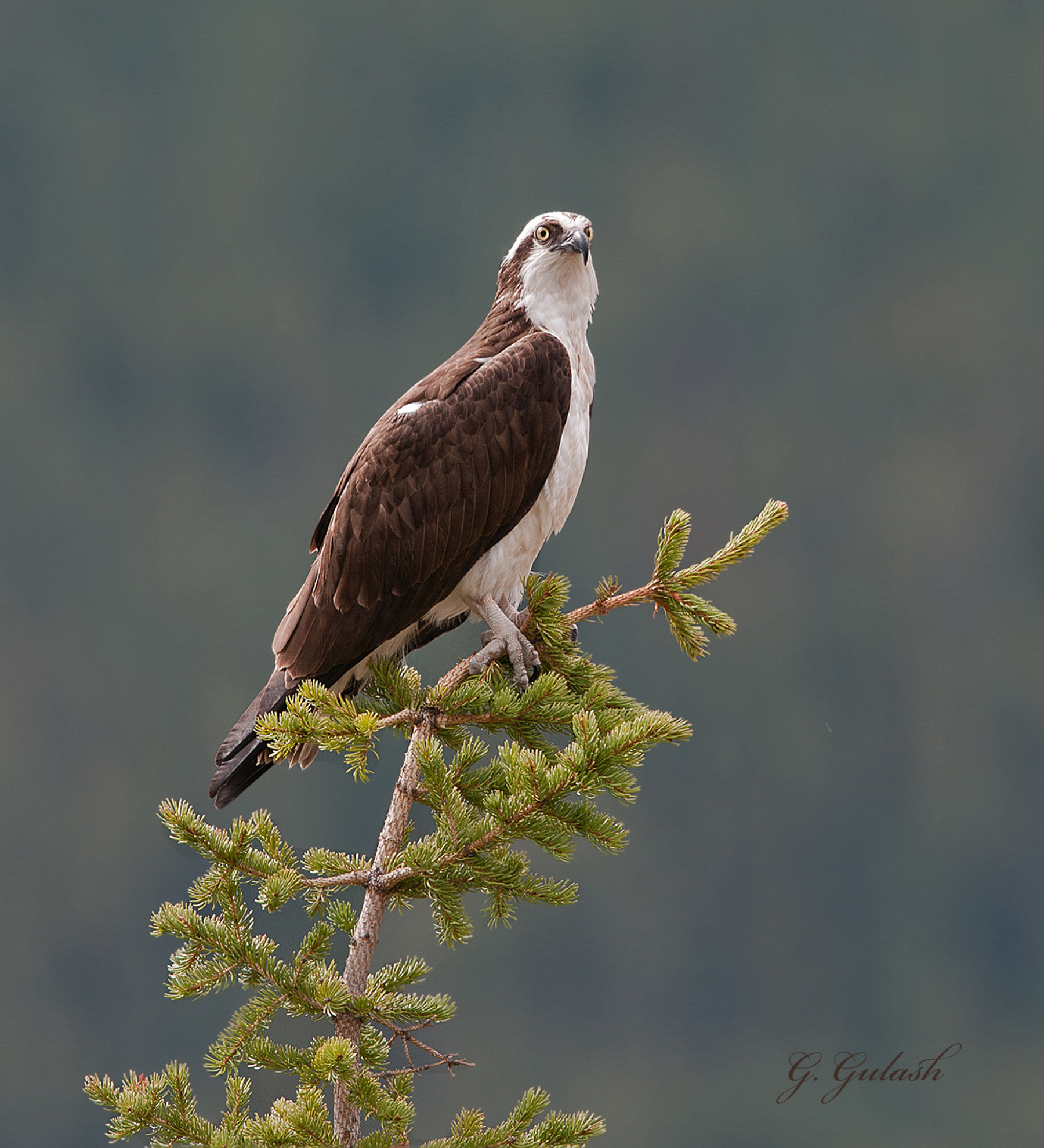 Osprey