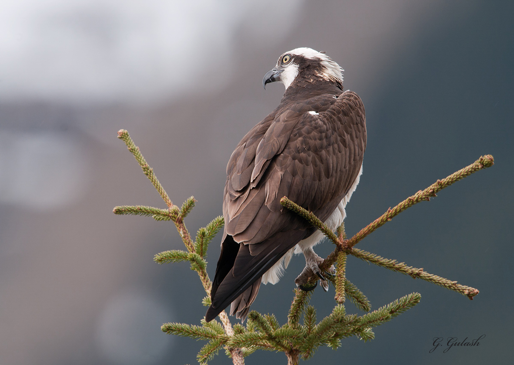 Osprey
