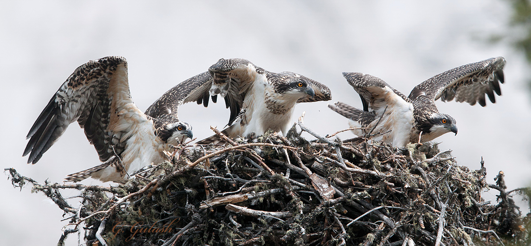 Young Osprey