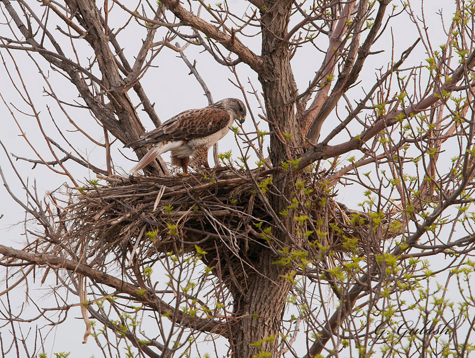 Ferruginous Hawk