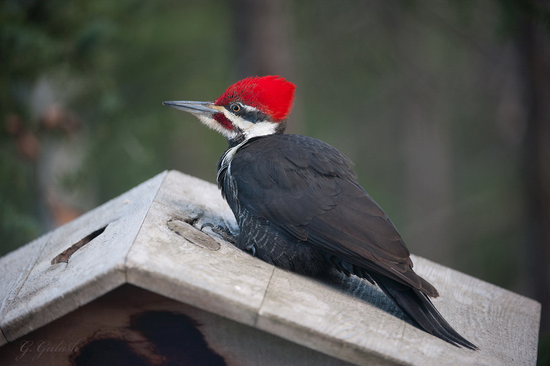 Pileated Woodpecker