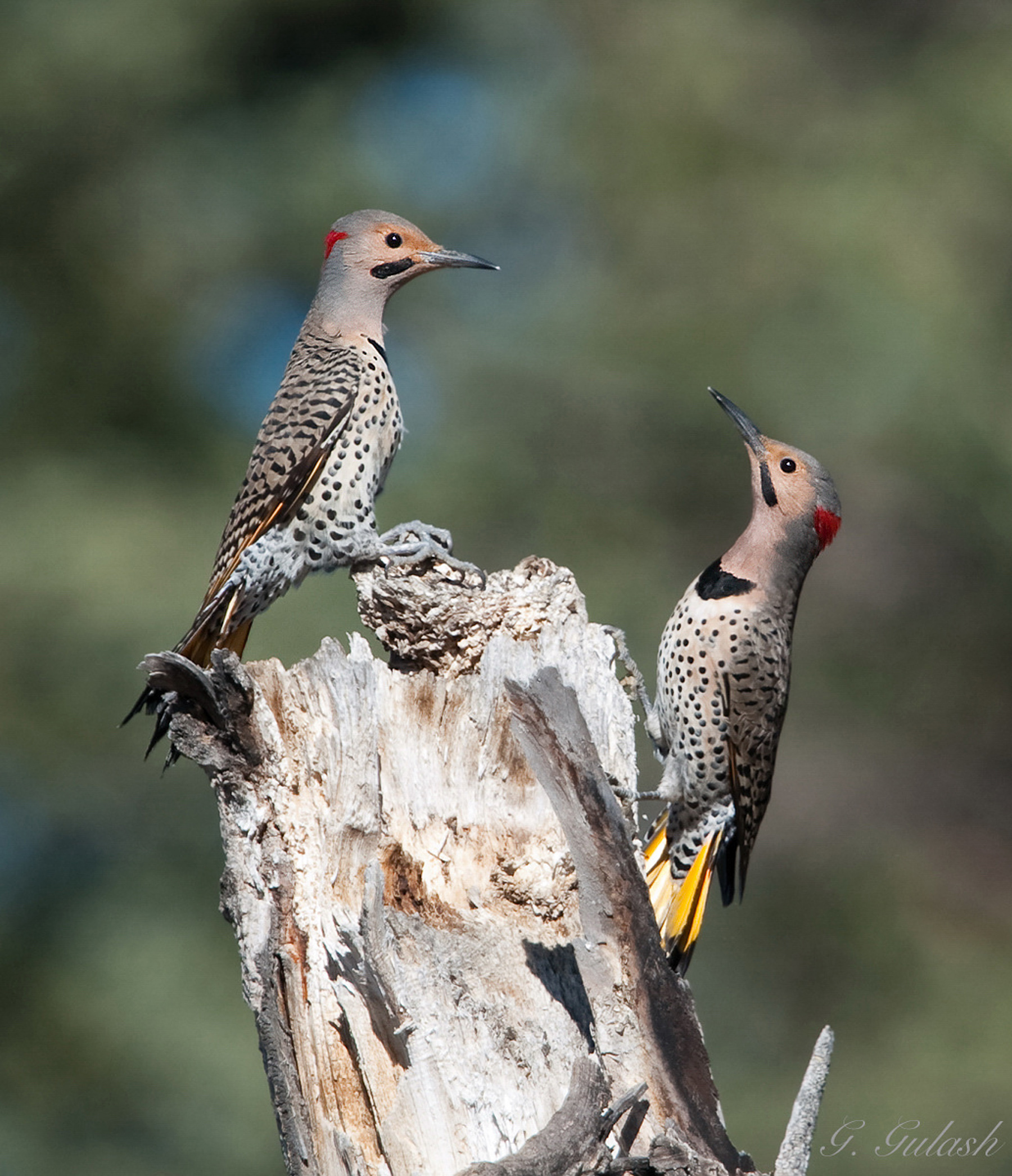 Northern Flickers Display