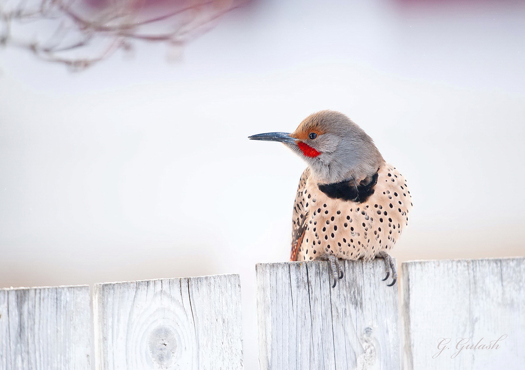 Northern Flicker