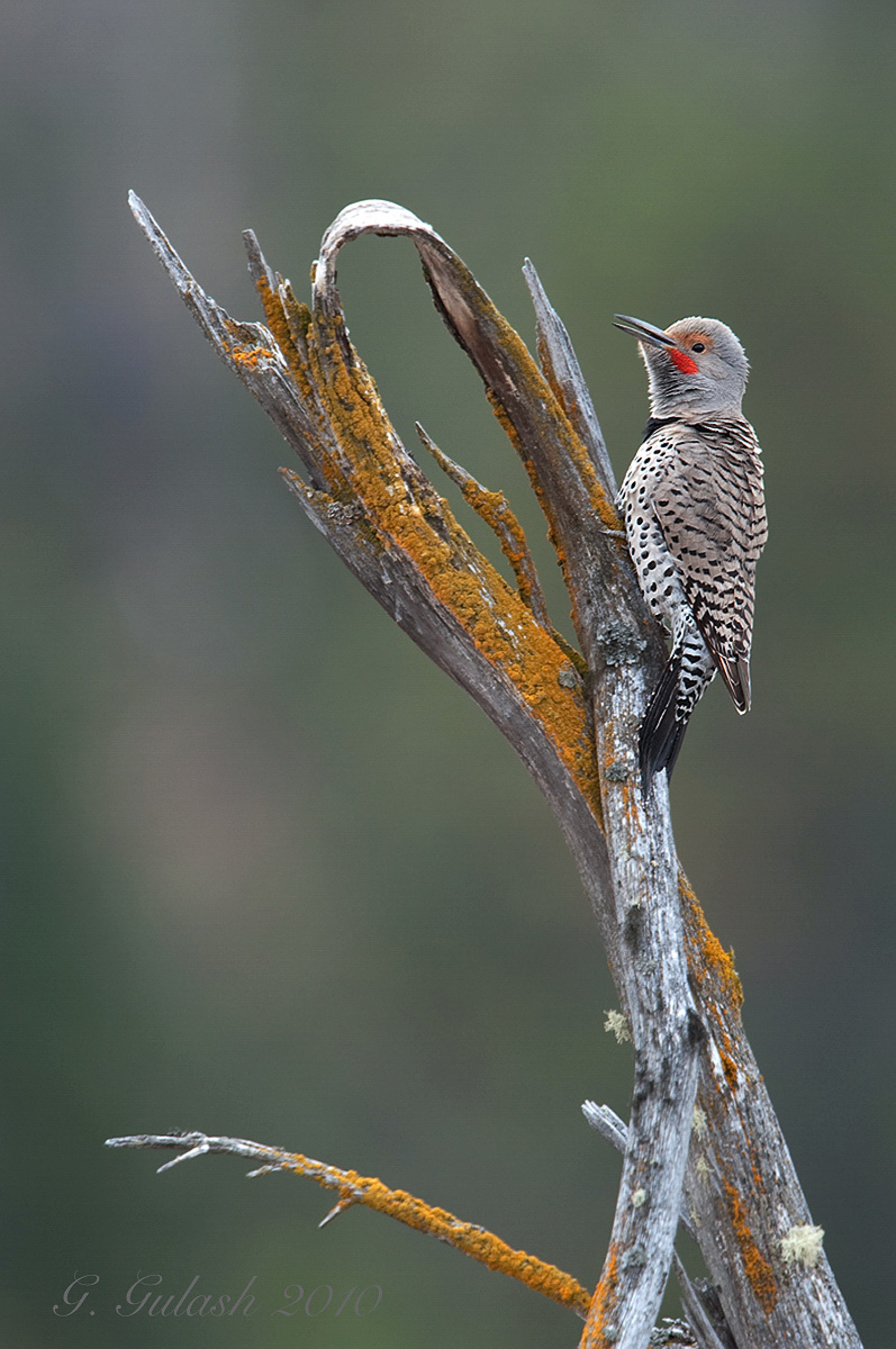 Northern Flicker