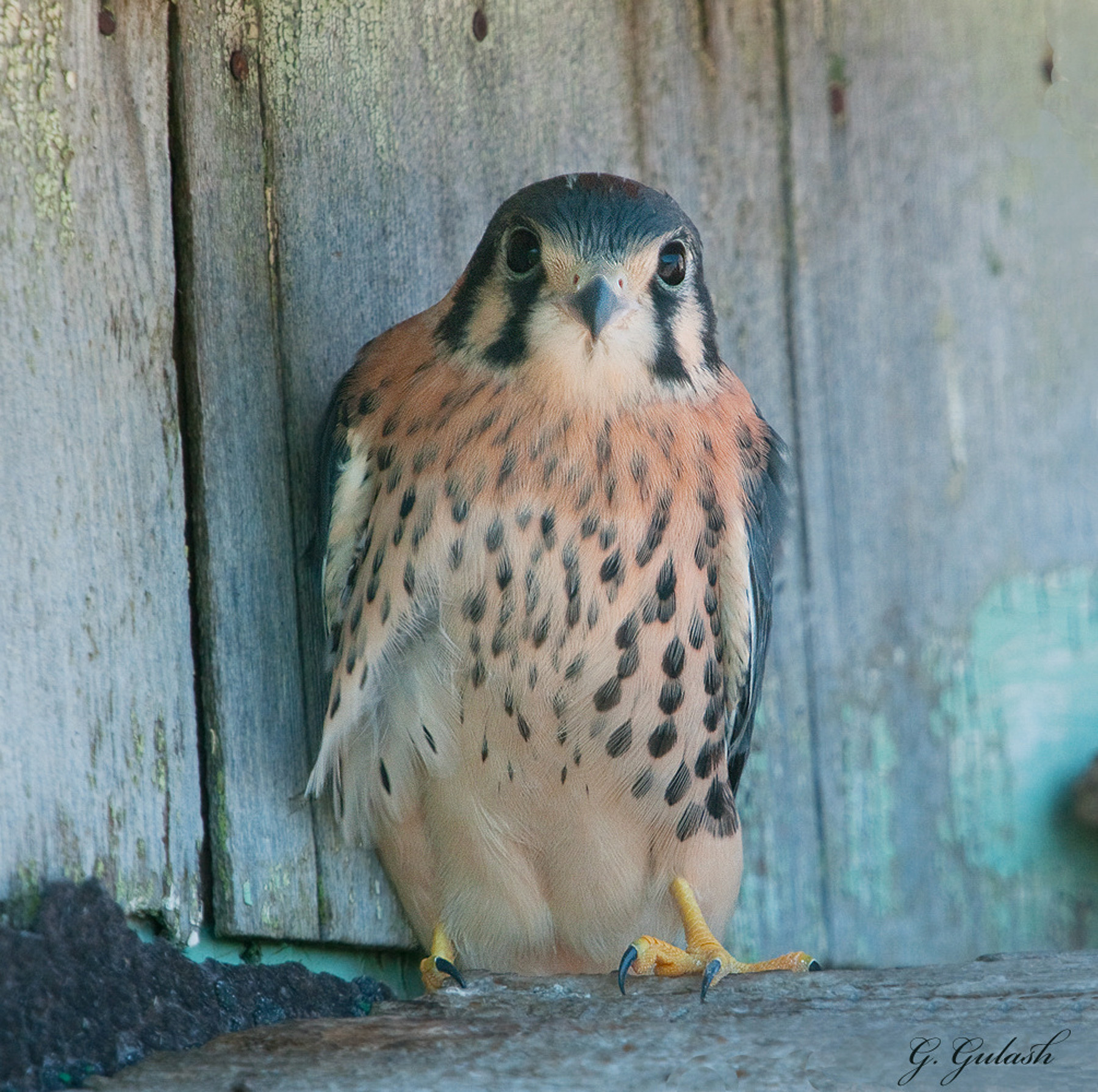 American Kestrel