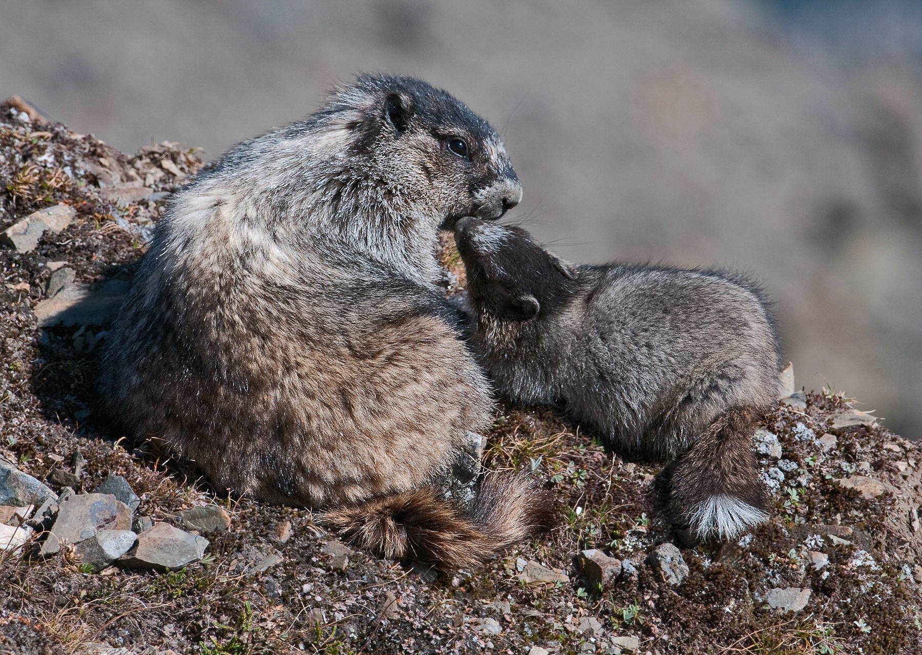 Hoary Marmots