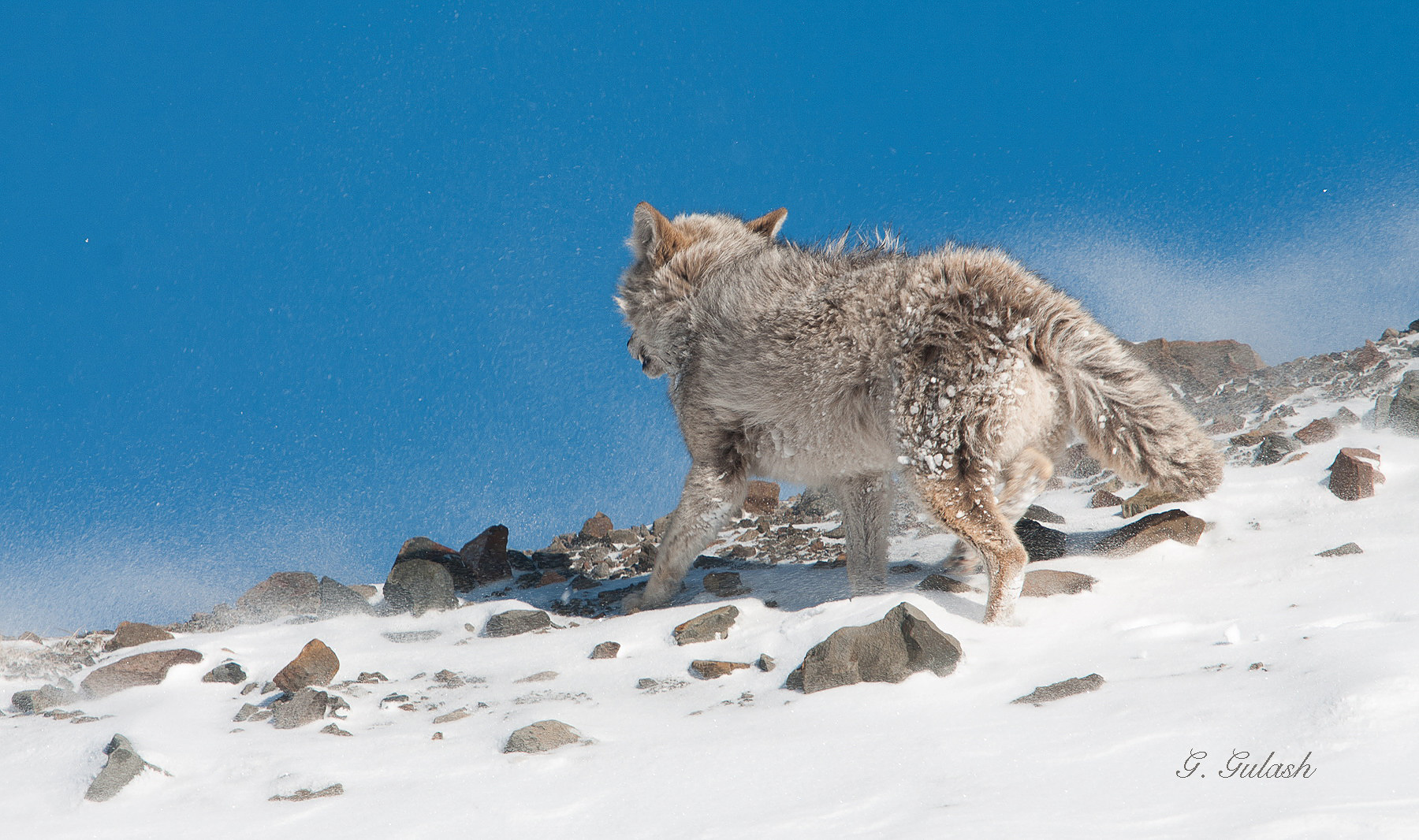 Coyote