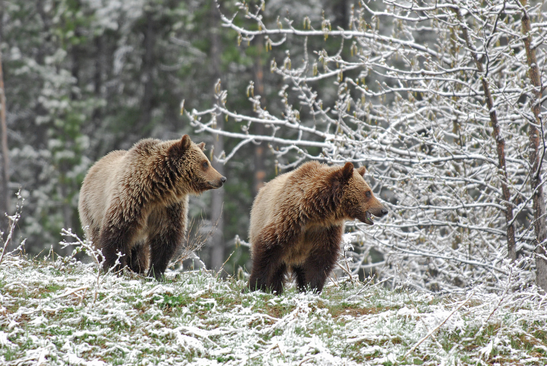 Grizzlies In Snow