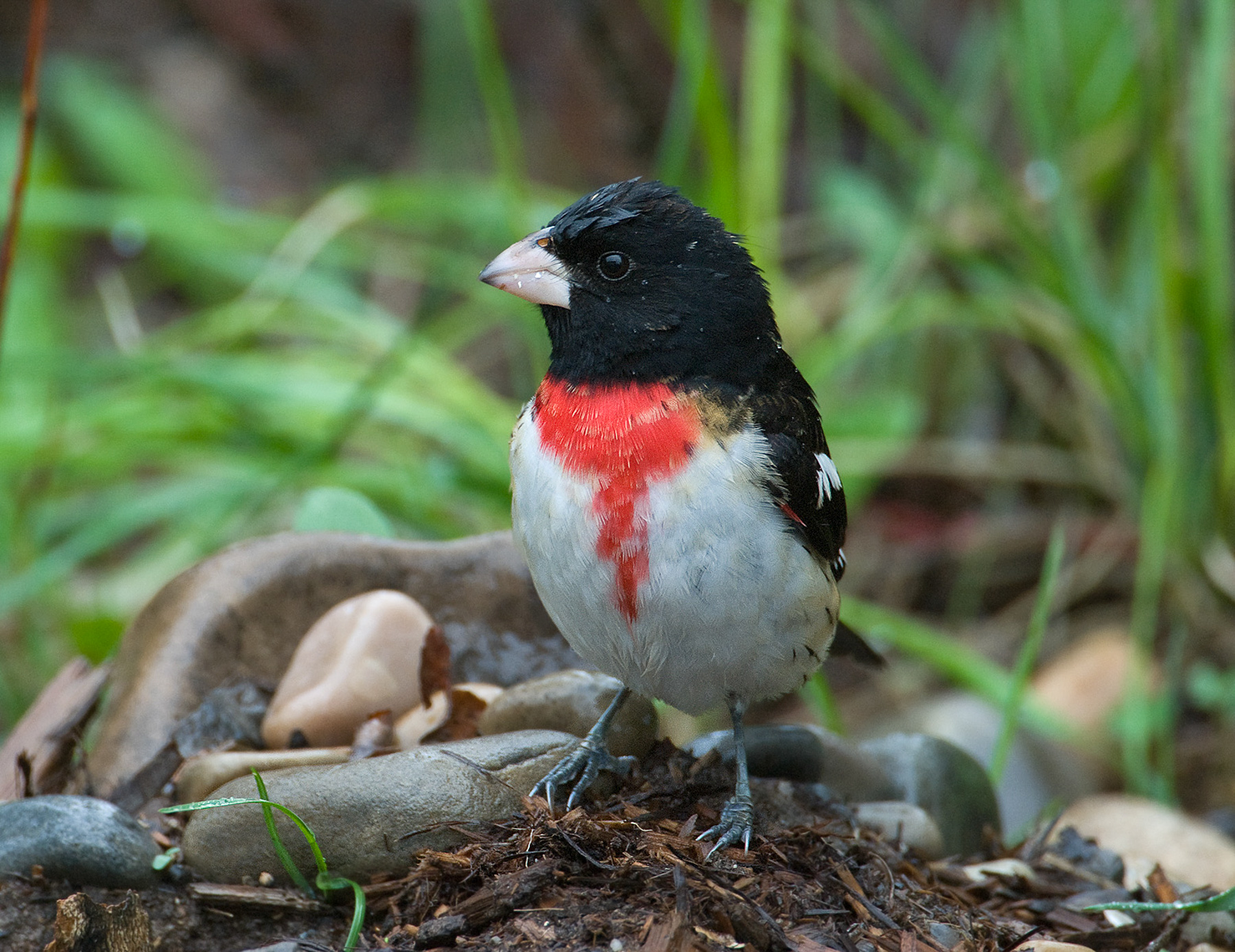 Rose-breasted Grosbeak