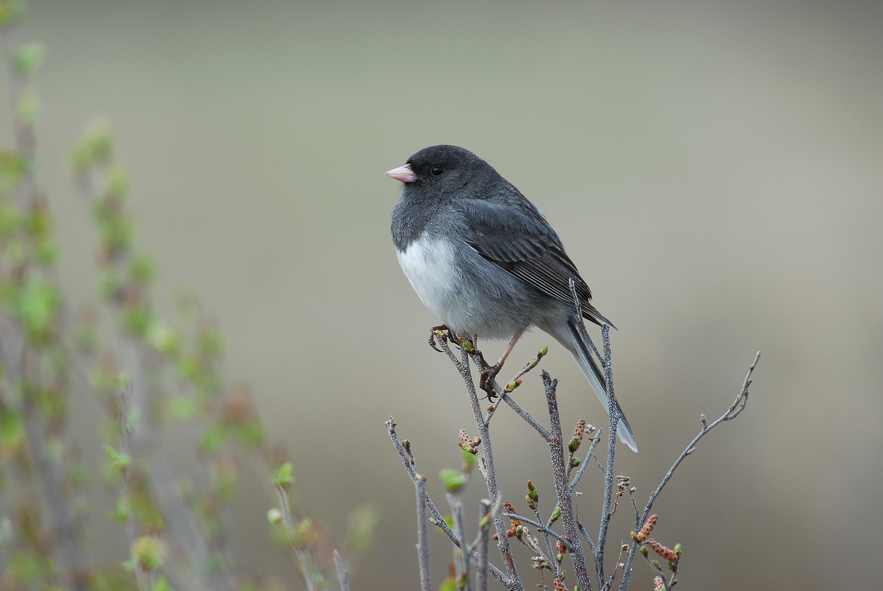Slate-colored Junco