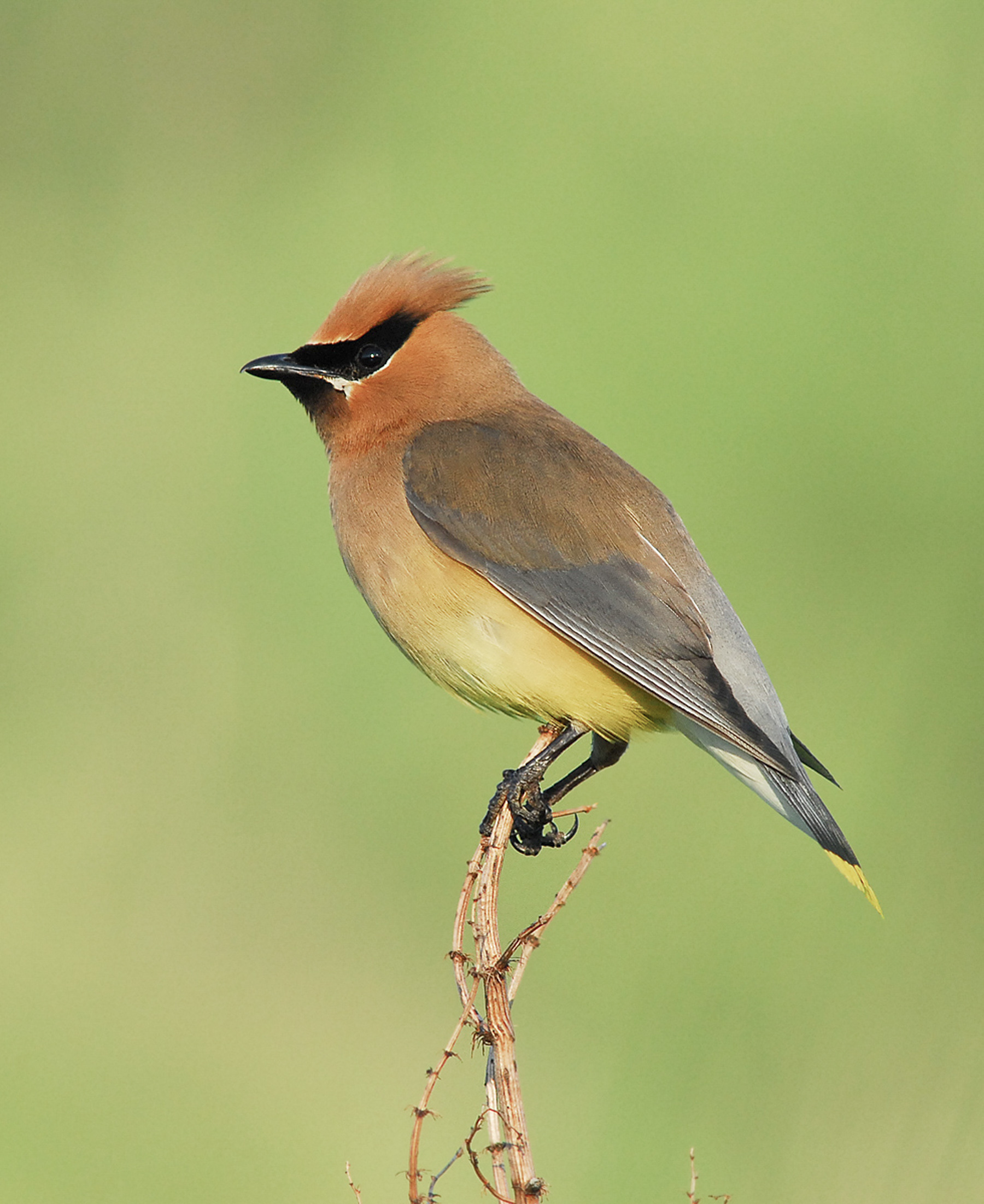Cedar Waxwing