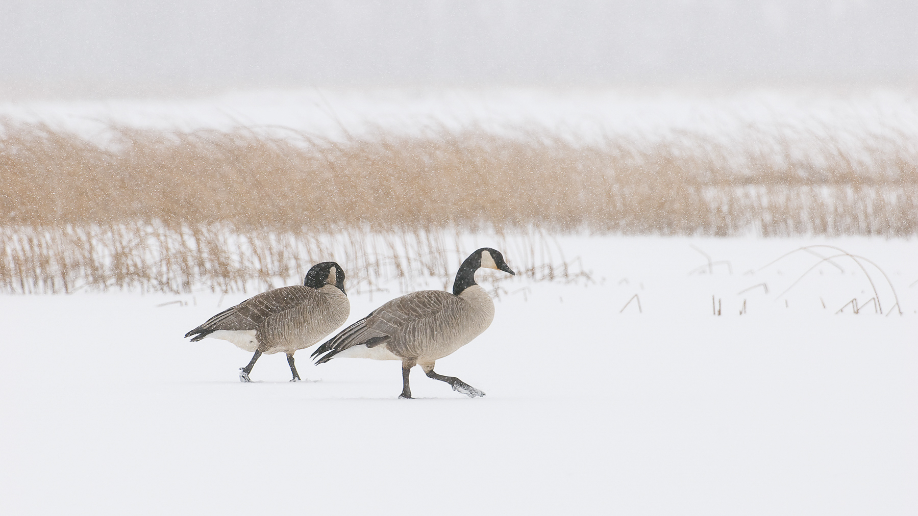 Canada Geese