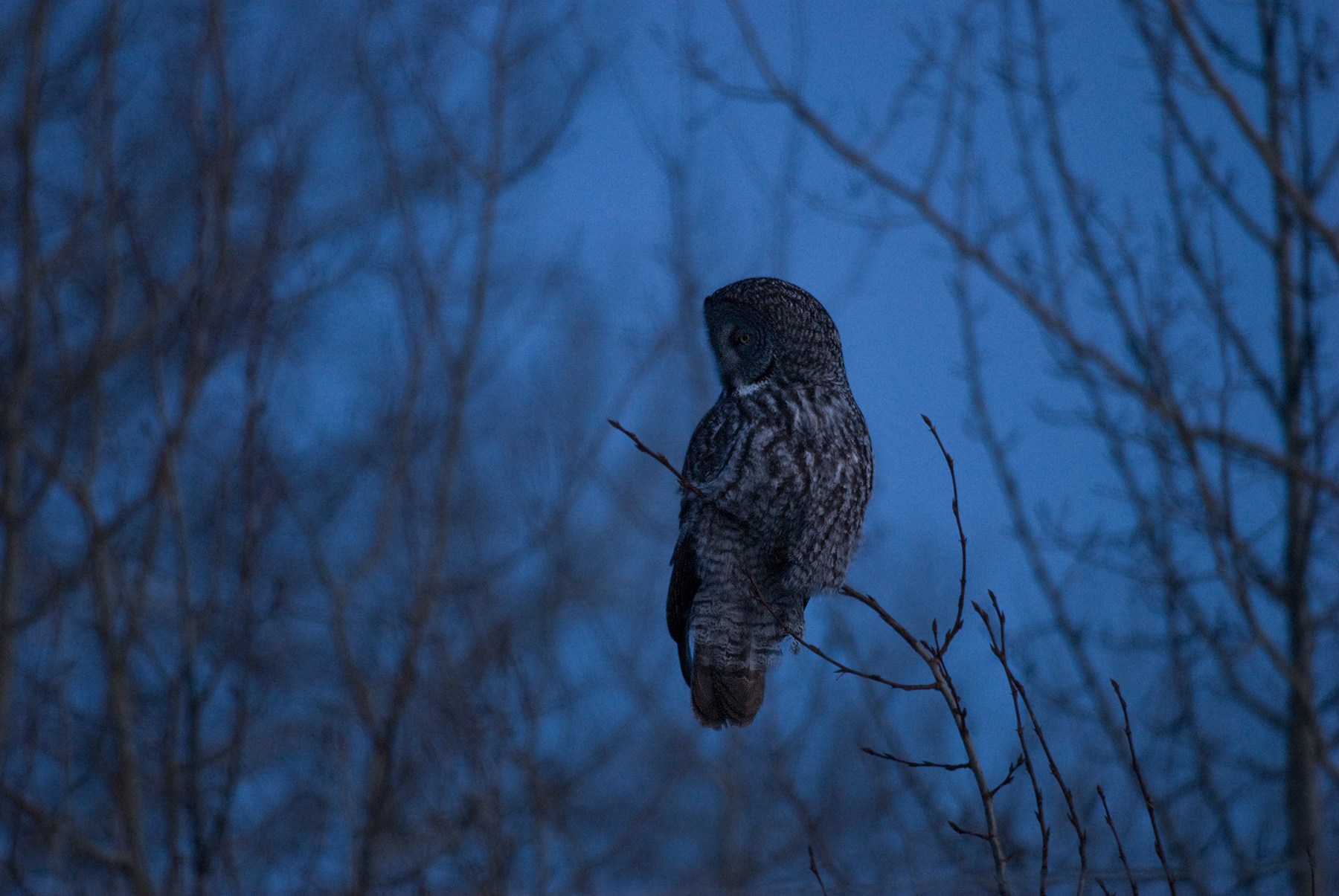 Great Grey Owl