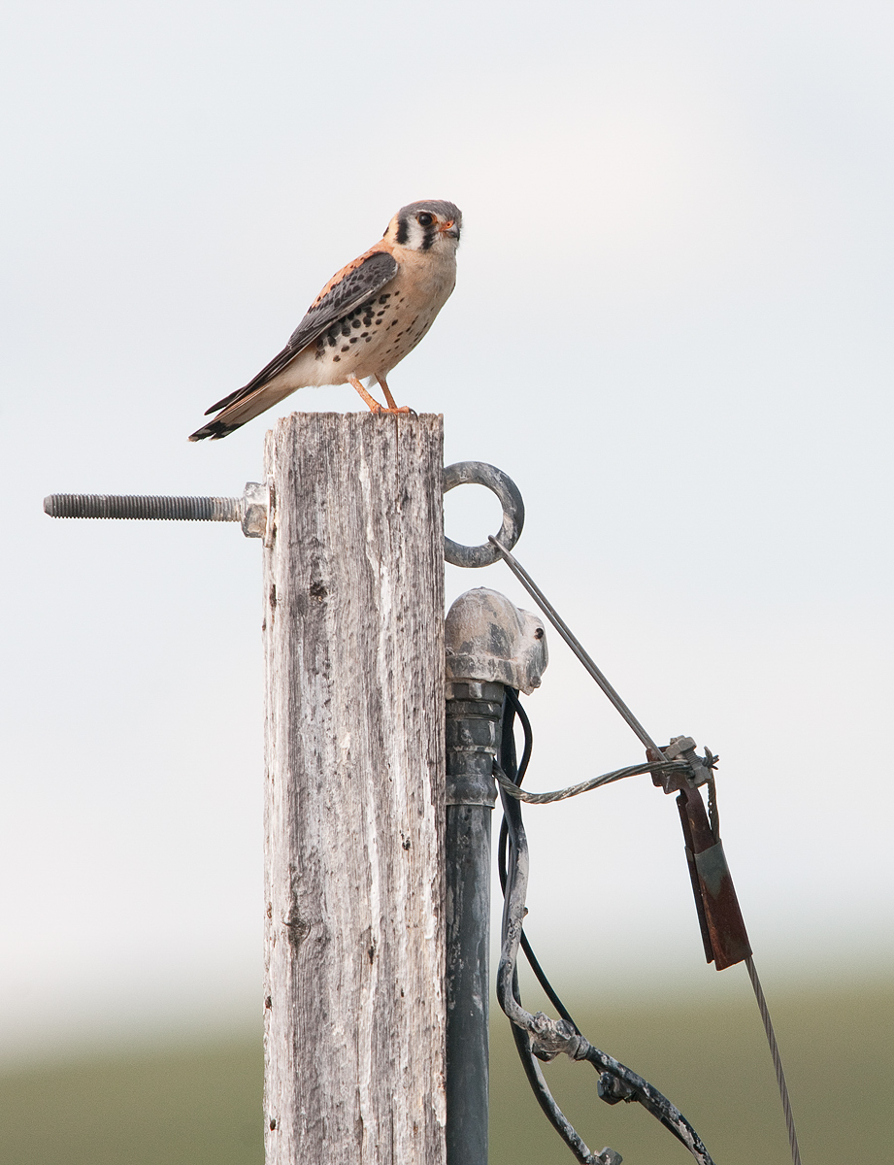 American Kestrel