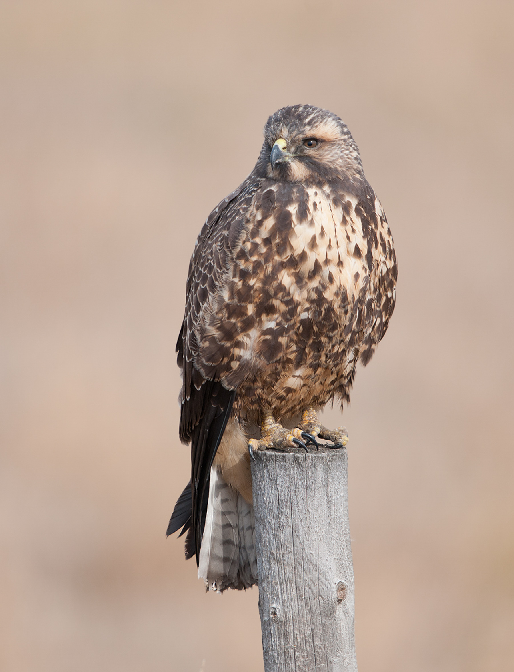 Red-tailed Hawk