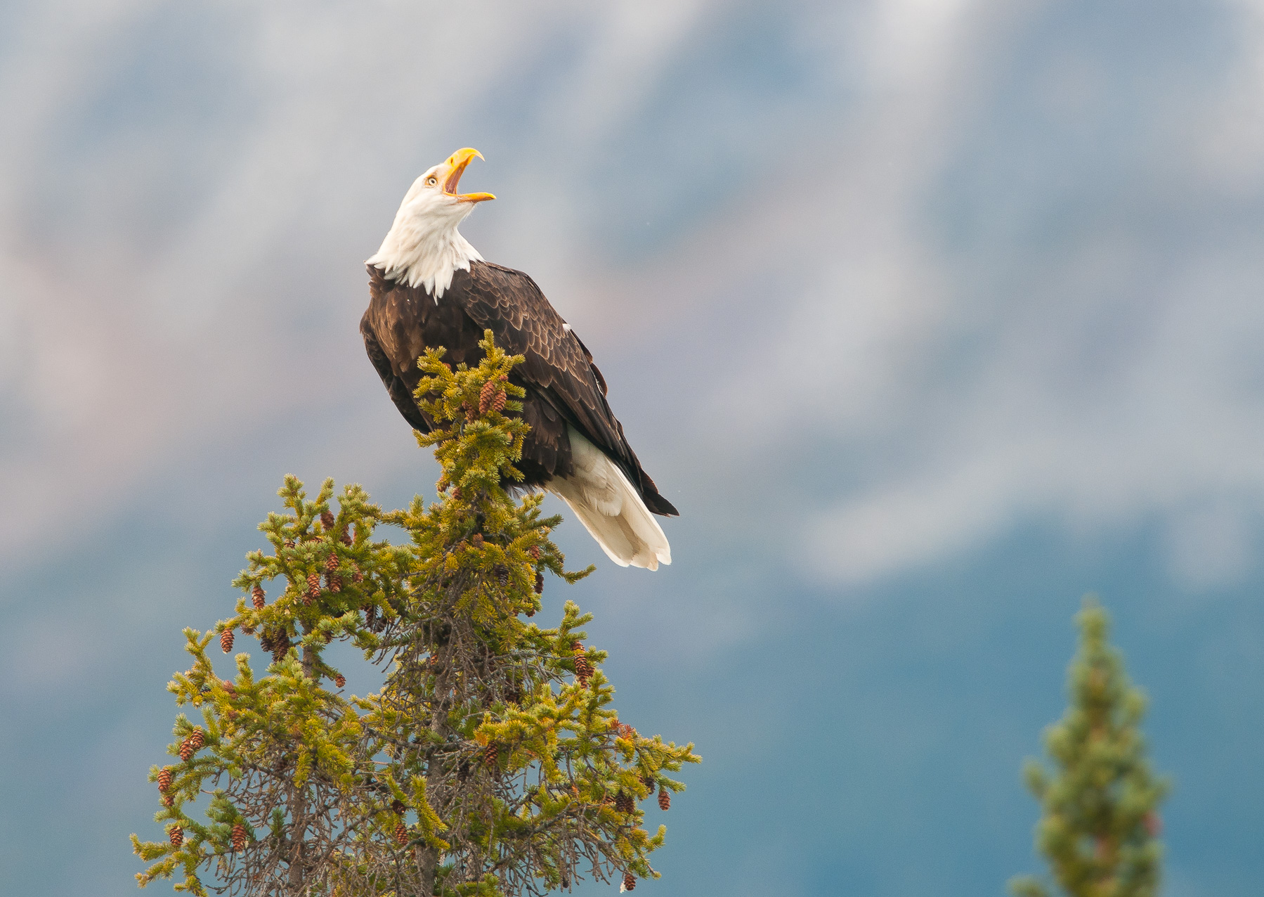 Bald Eagle