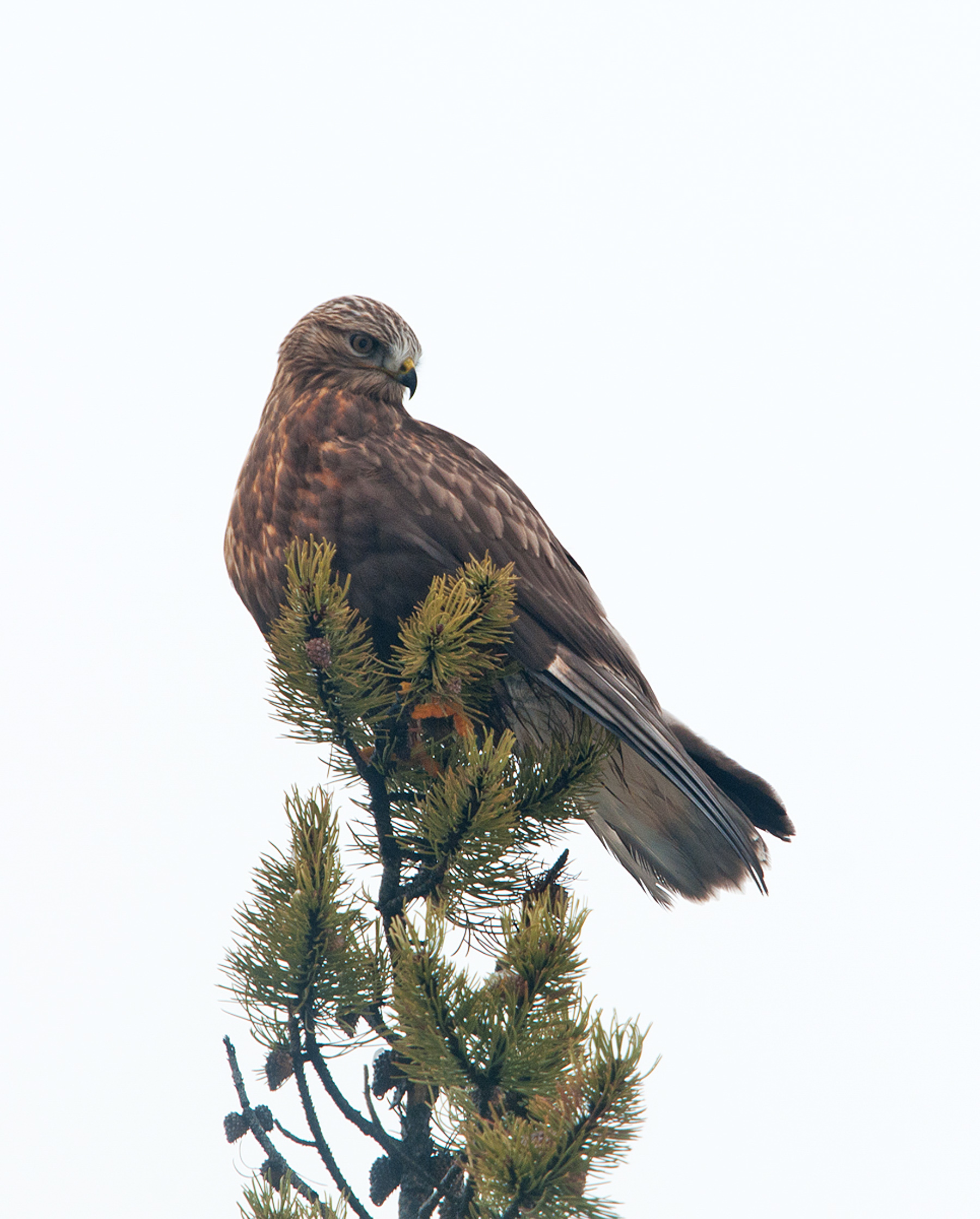 Rough-legged Hawk