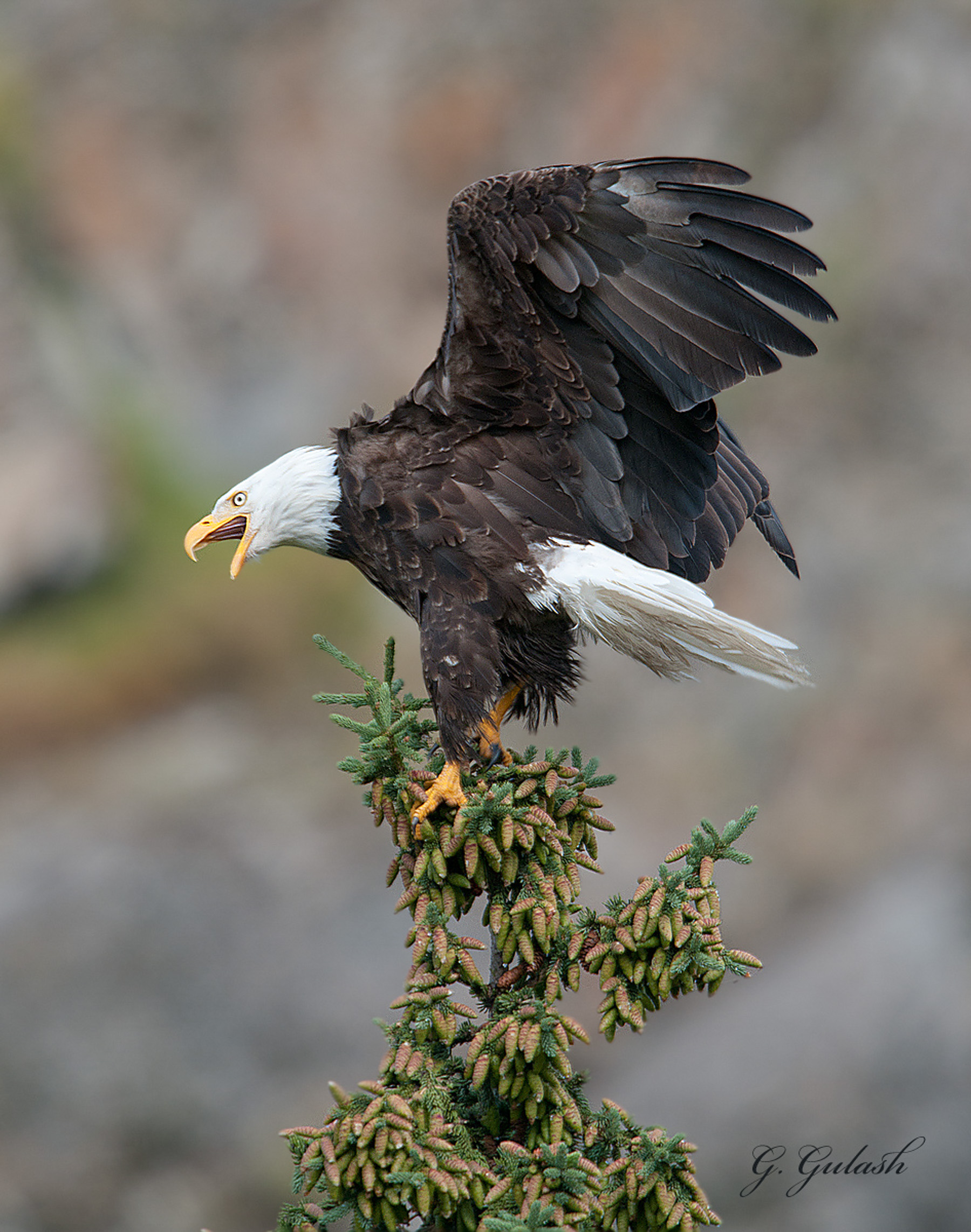 Angry Eagle