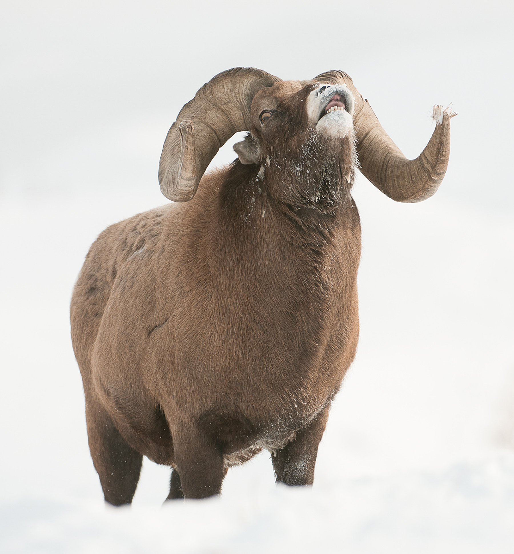 Flehmen Response