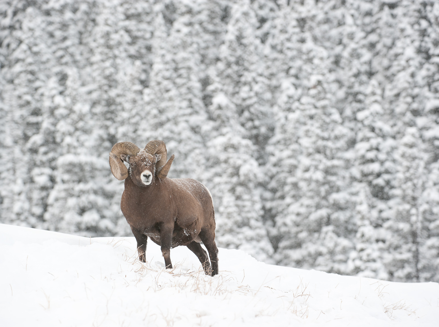 Impressive Ram