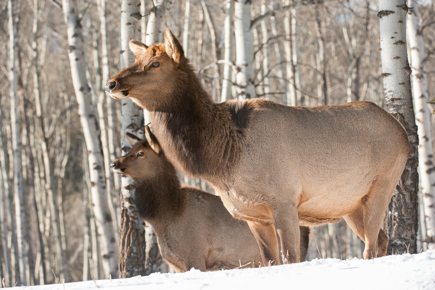 Elk On The Lookout