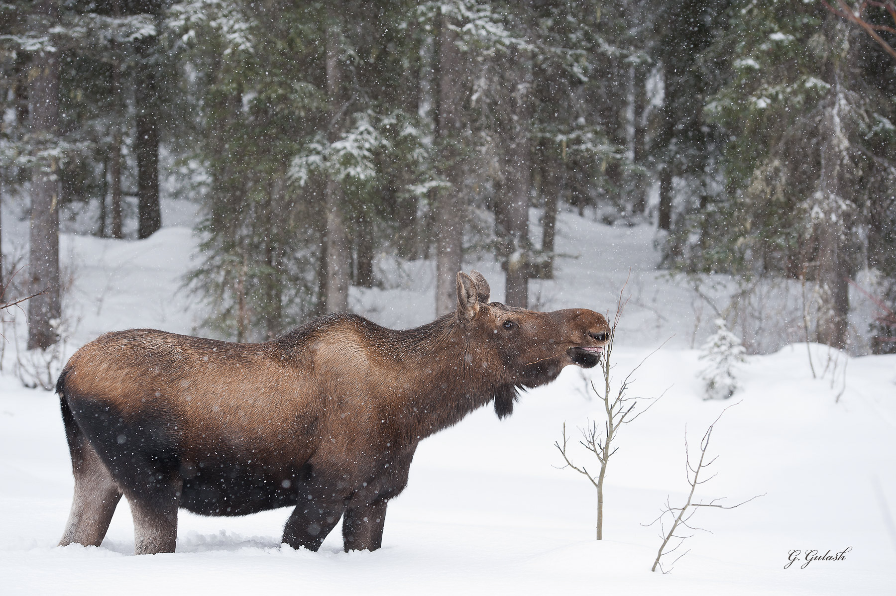 Moose