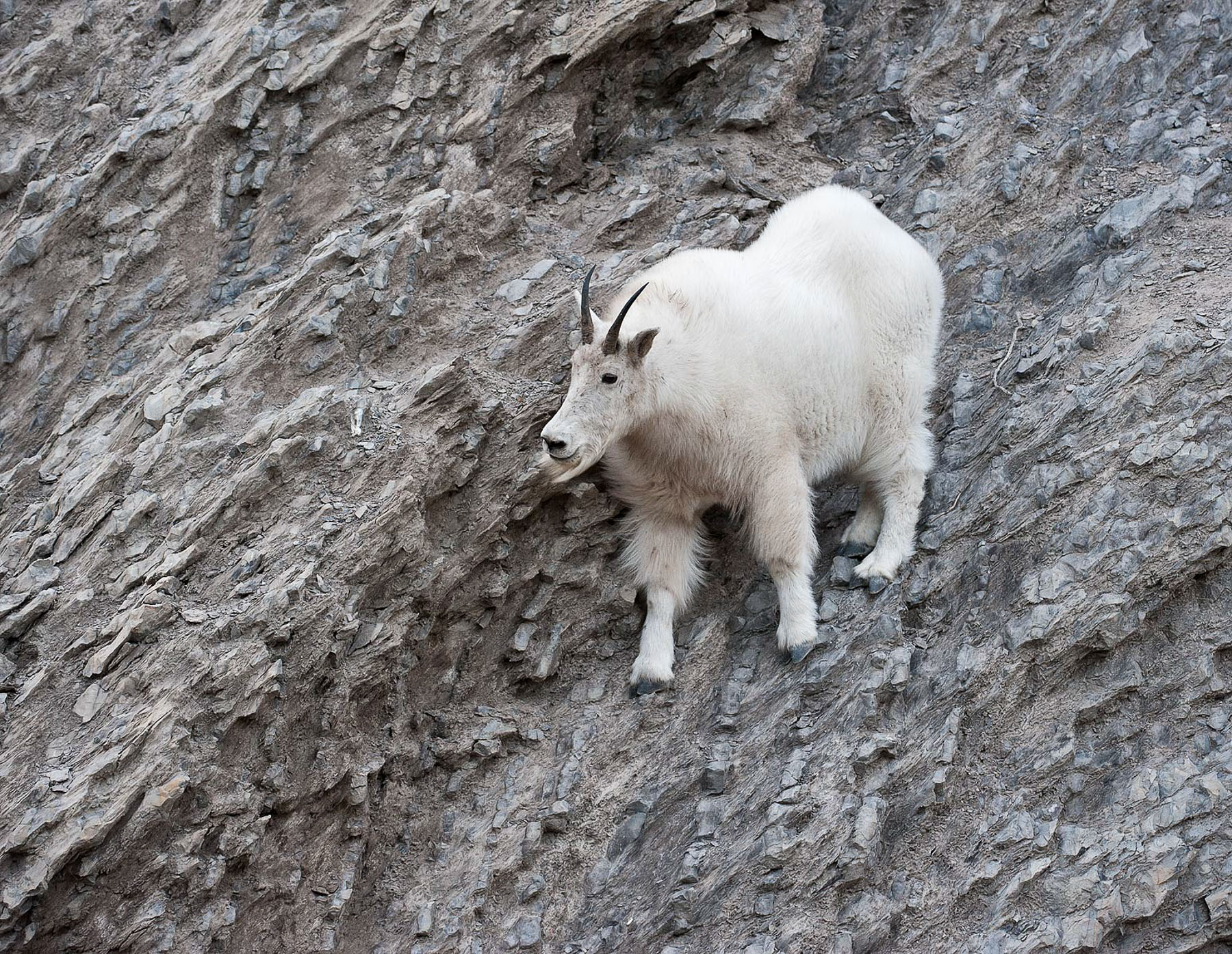 Mountain Goat