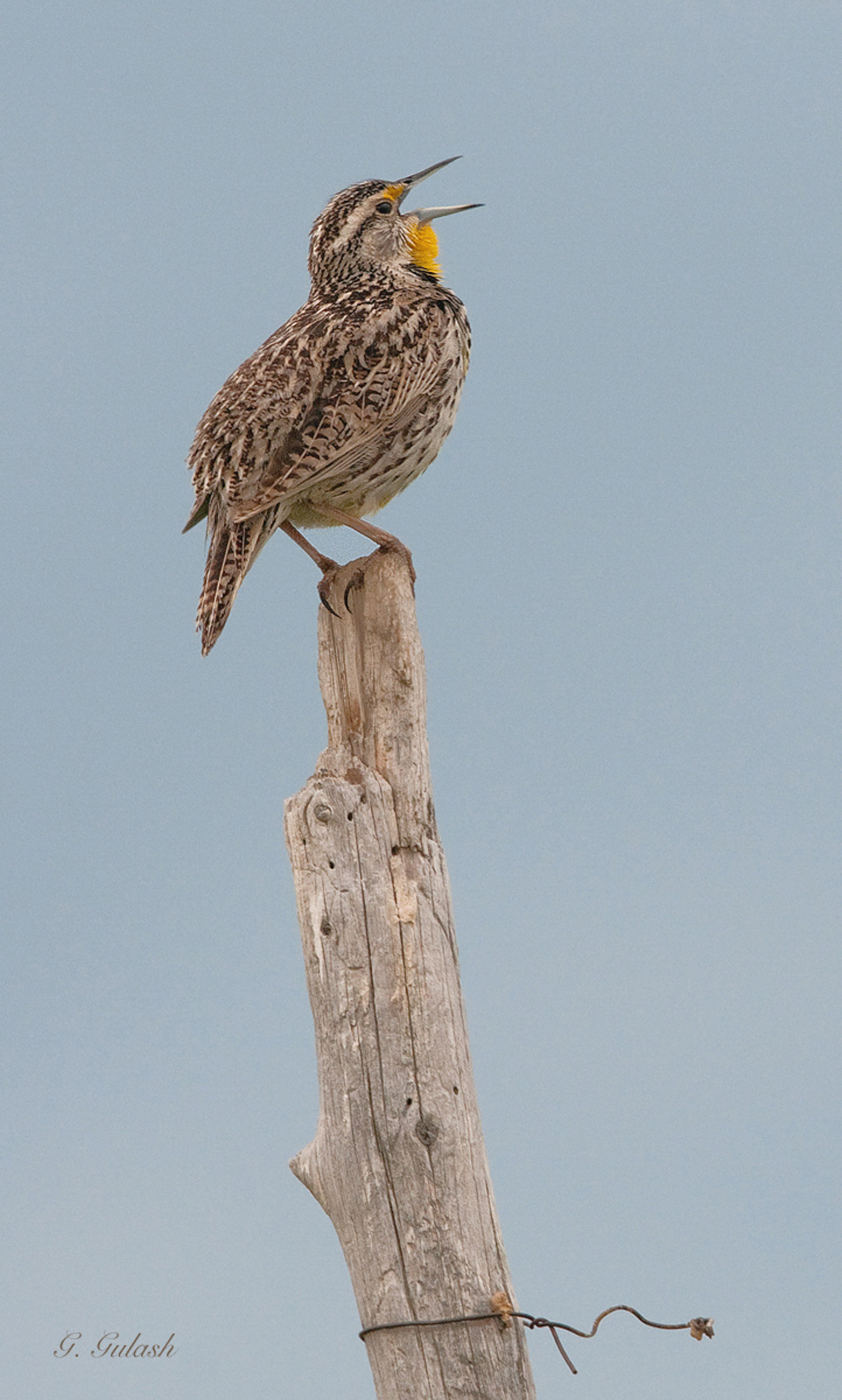 Western Meadowlark