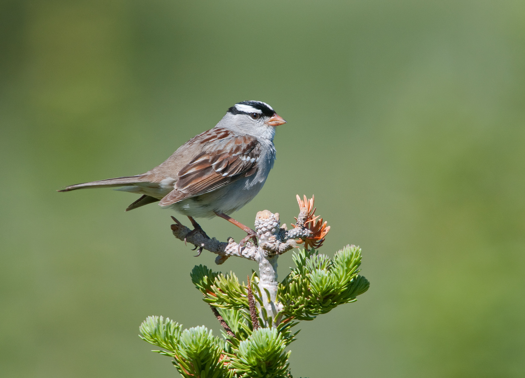 White-crowned Sparrow