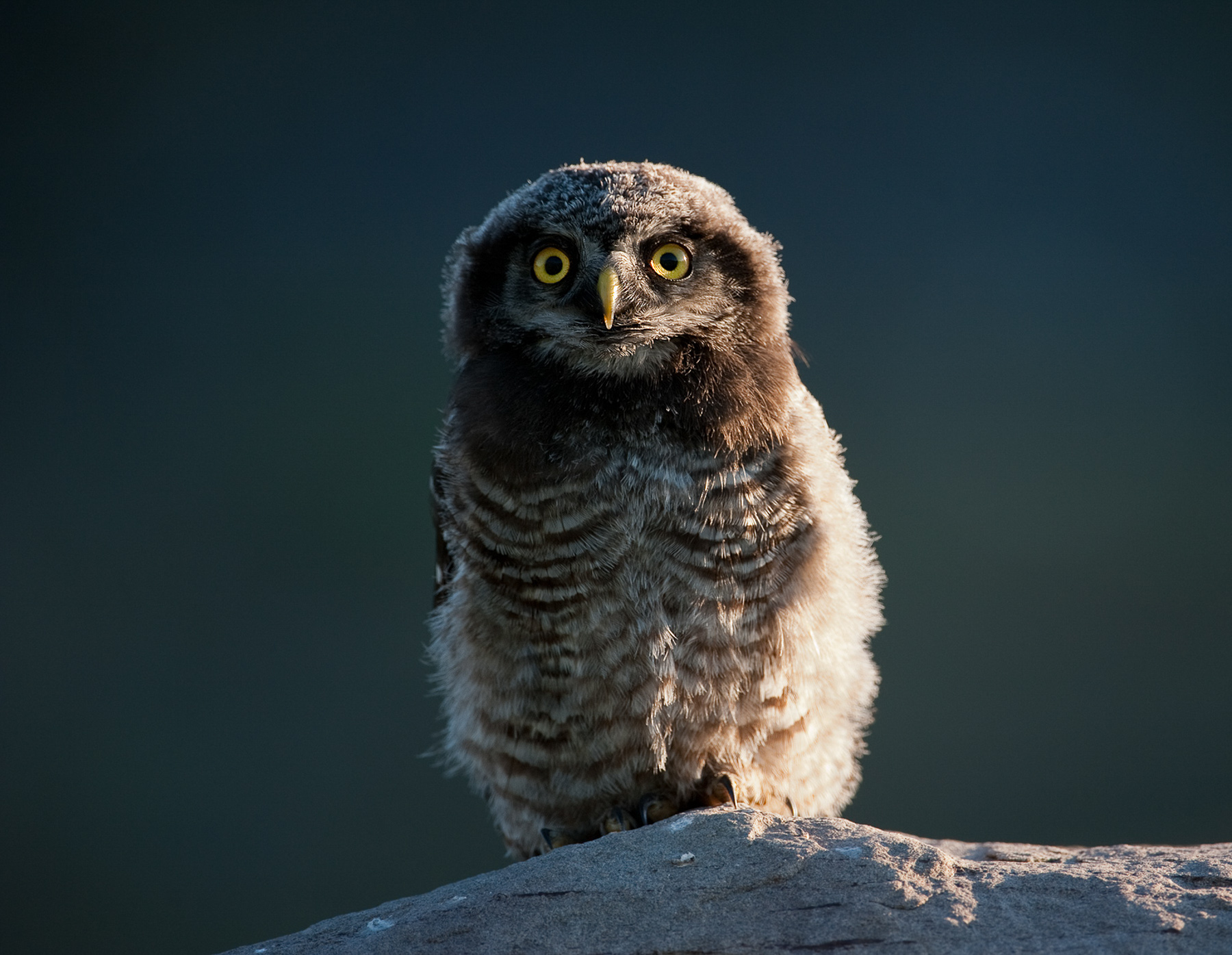 Northern Hawk Owl