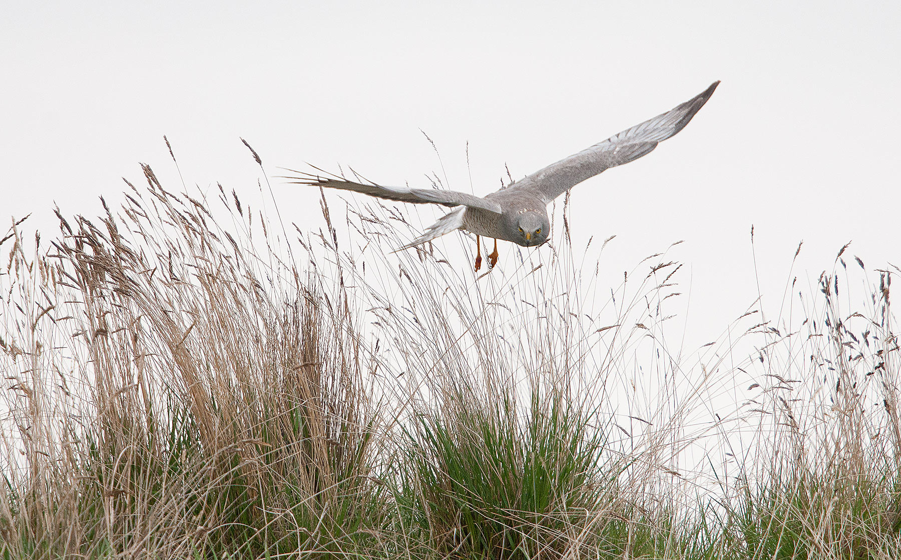 Harrier