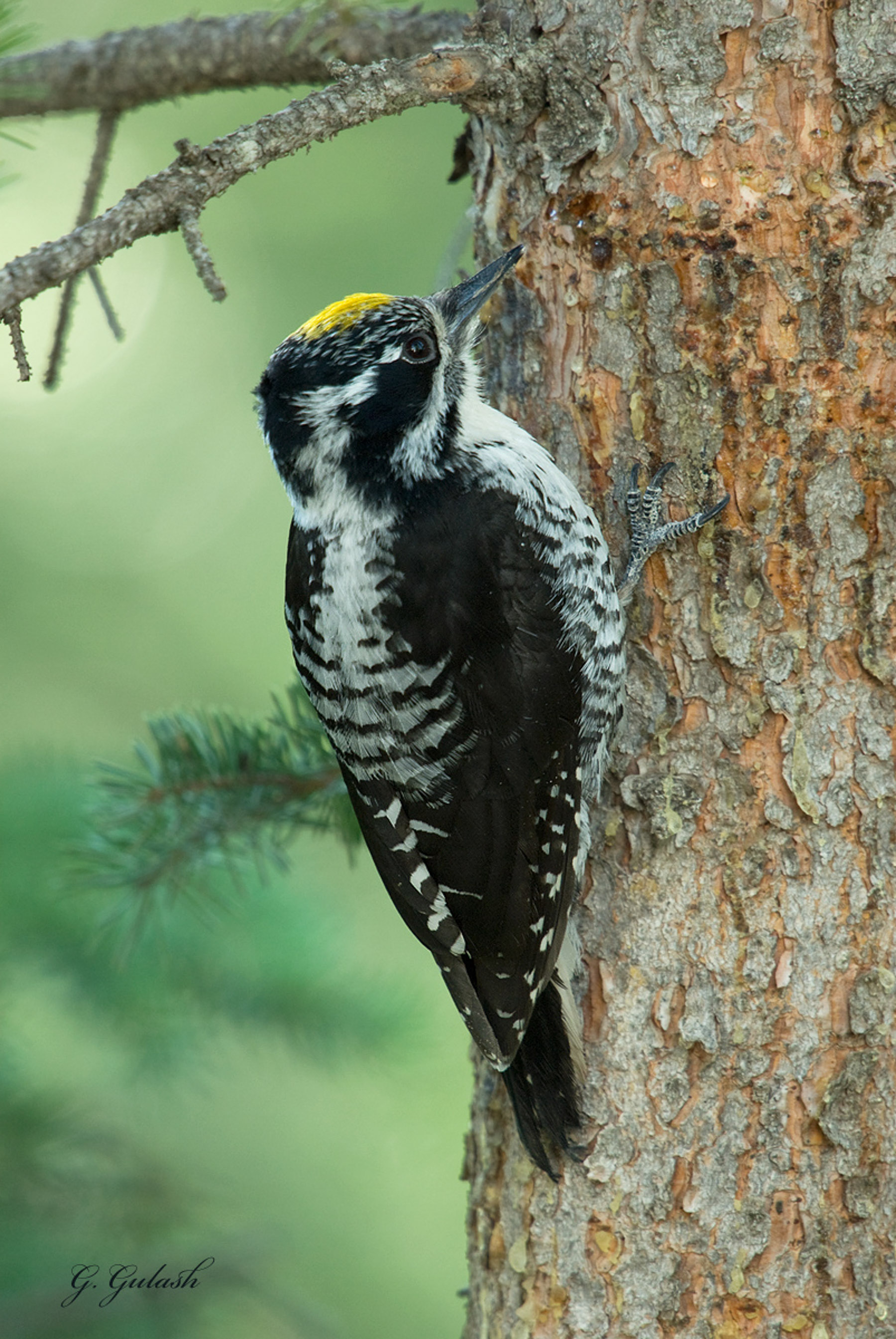 Three-toed Woodpecker