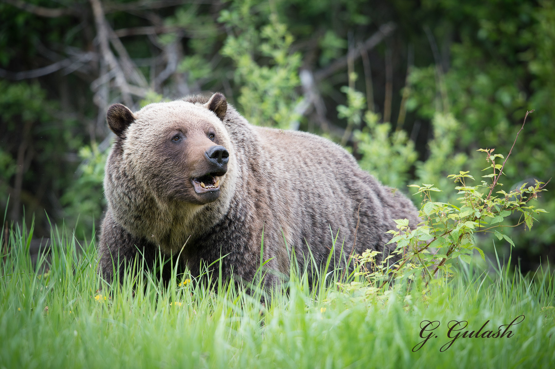 Grizzly