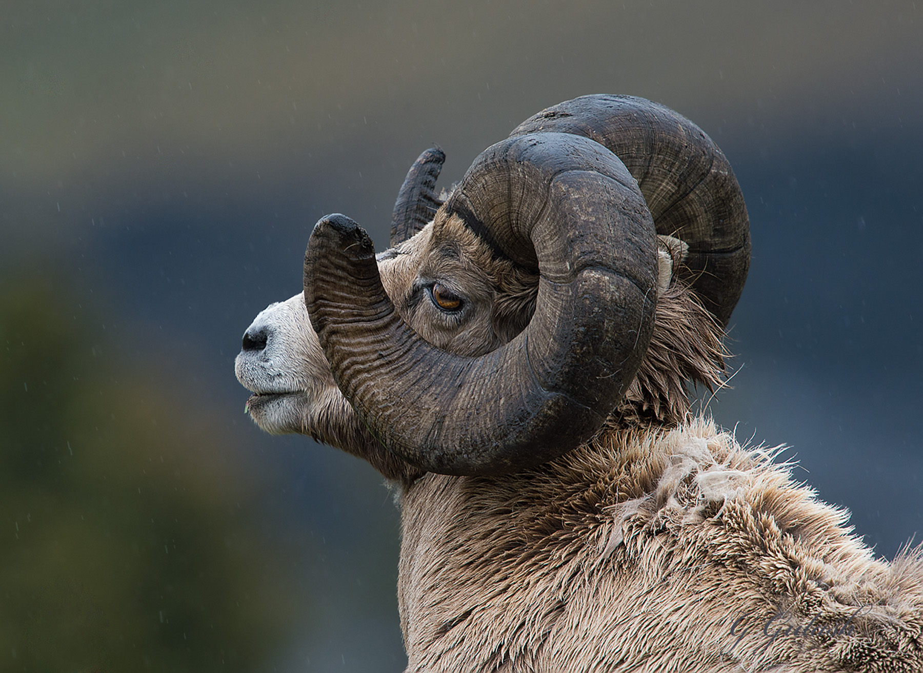 Burnished Horns