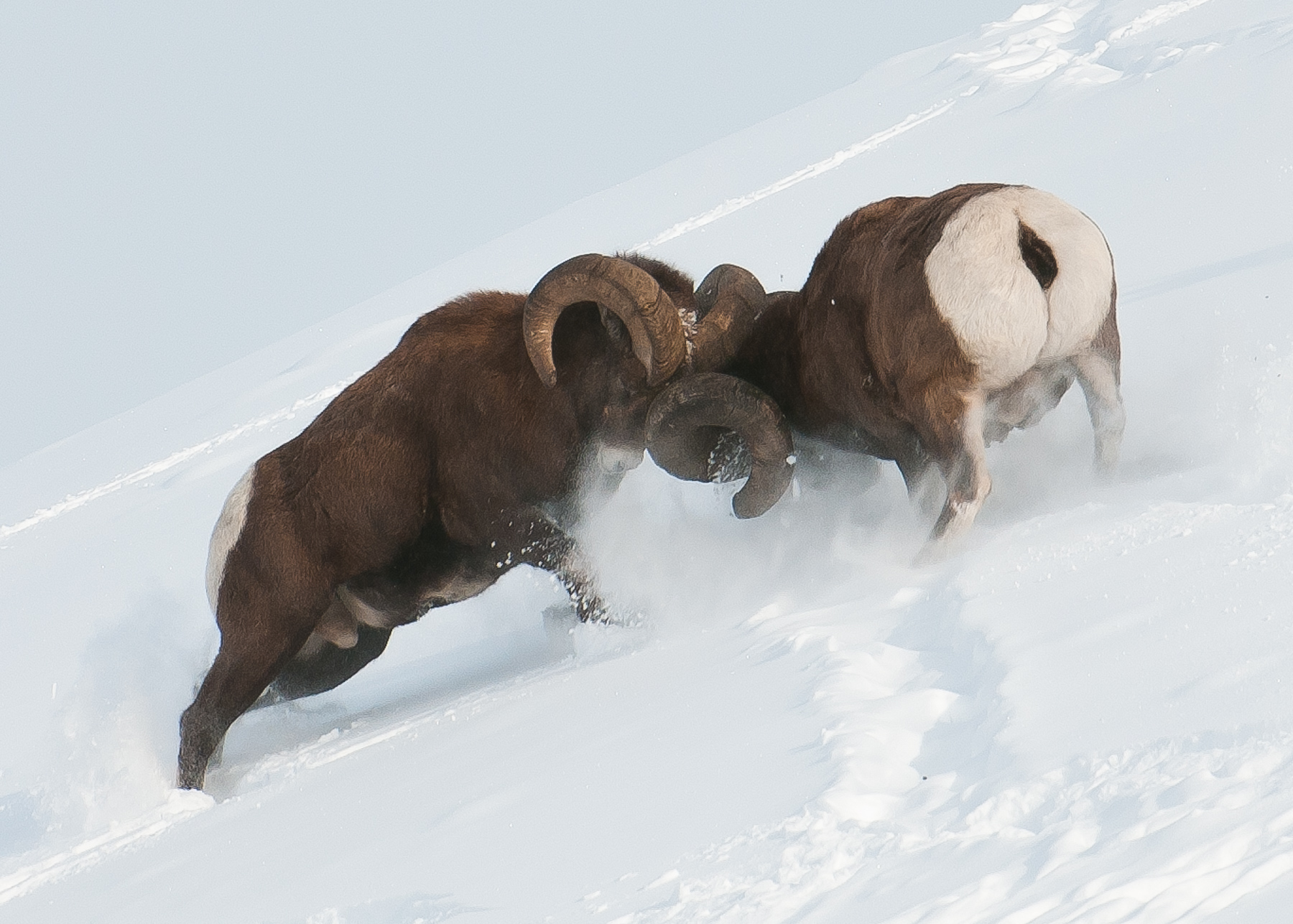 Cold Hard Encounter