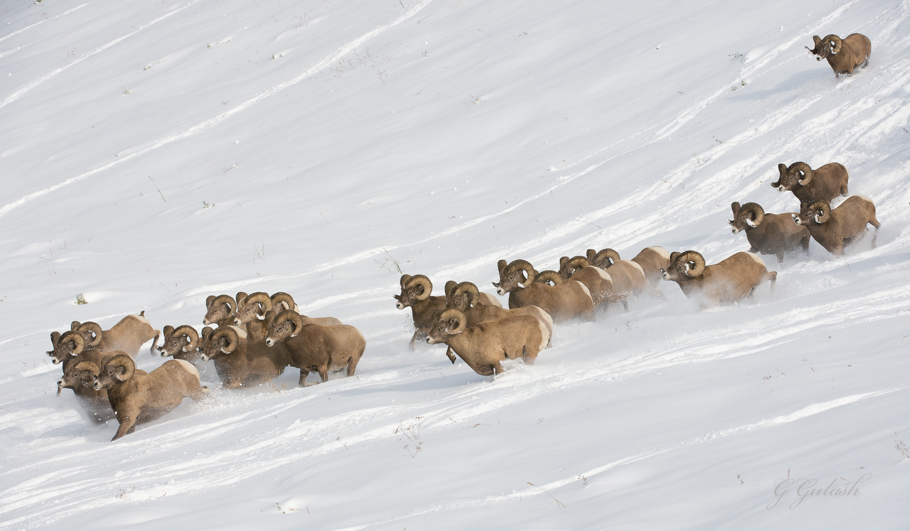 Bighorn Thunder