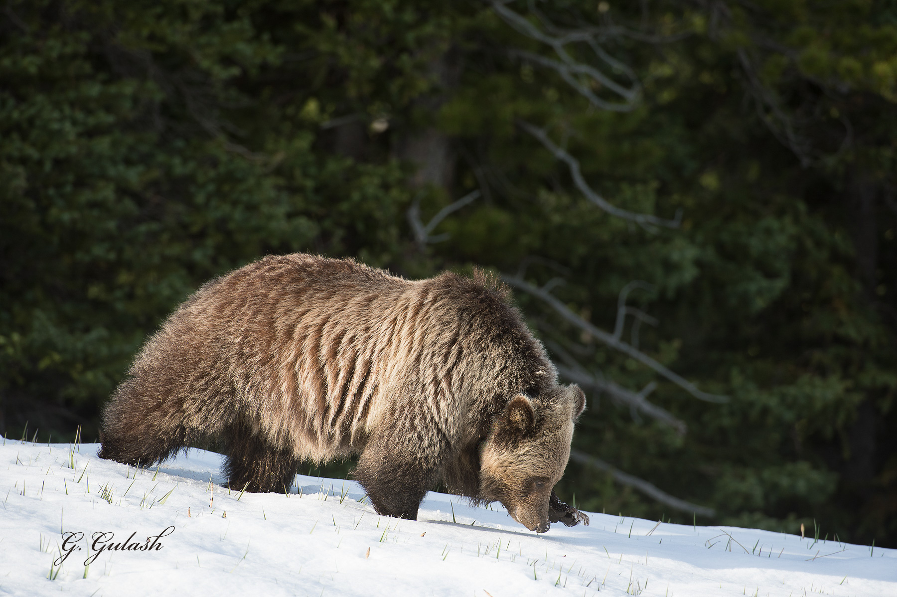 Bear with a good Nose