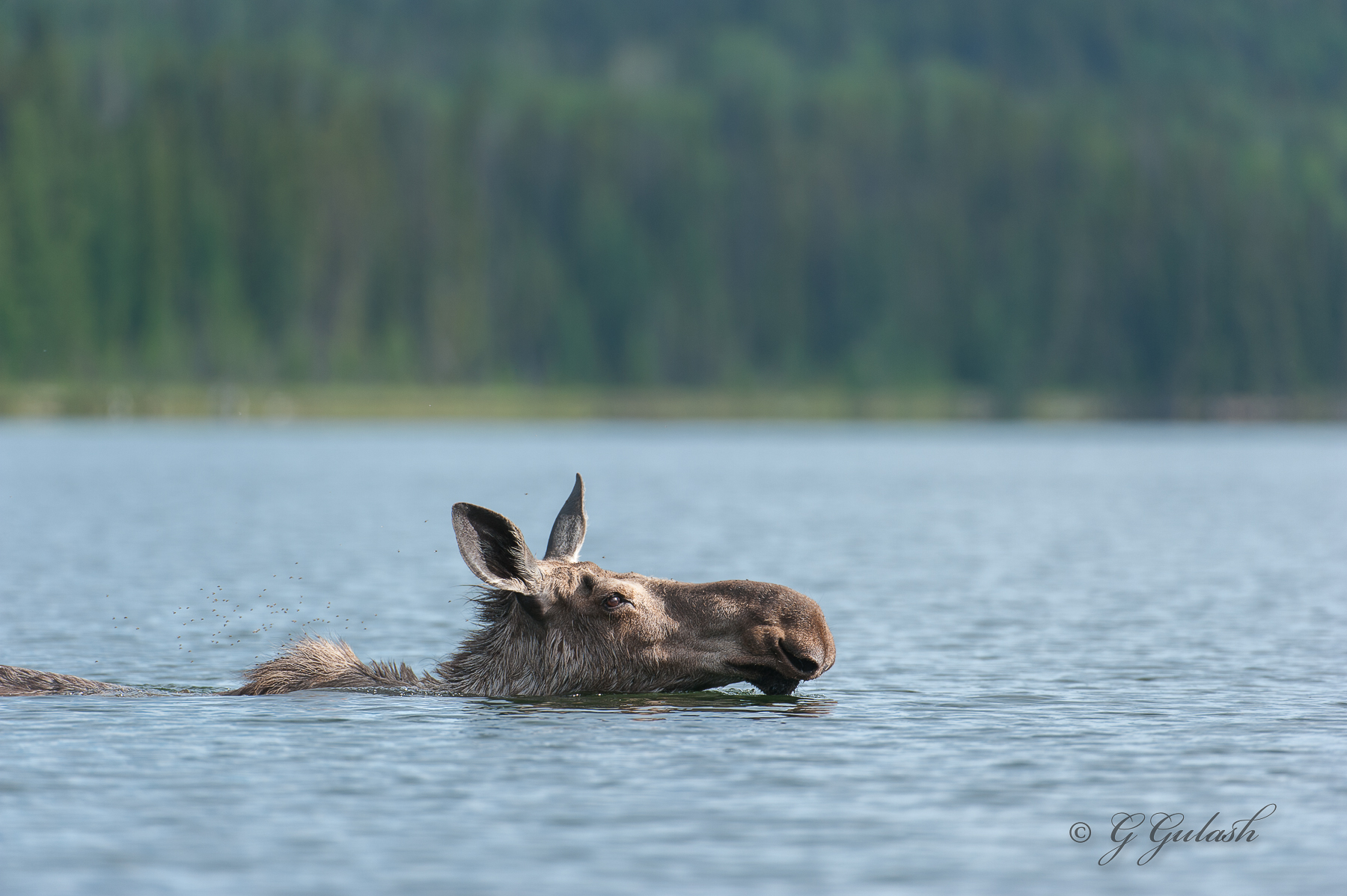 Just Keeping My Head Above Water