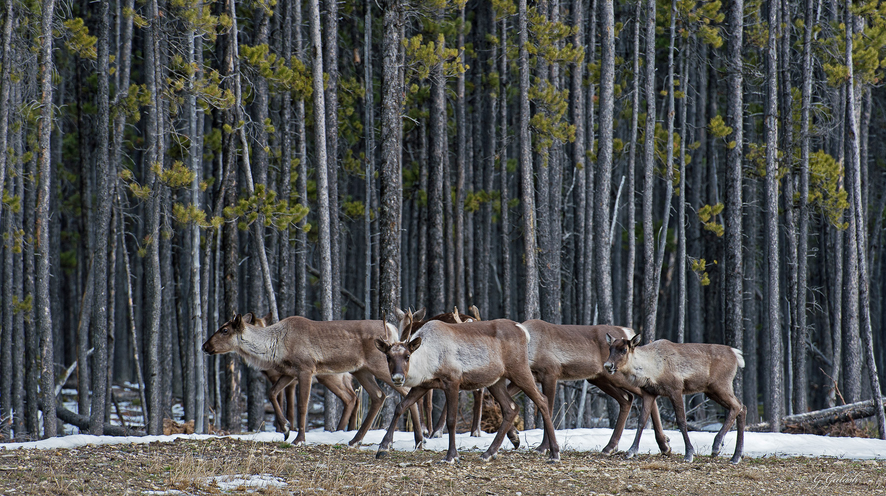 Woodland Caribou