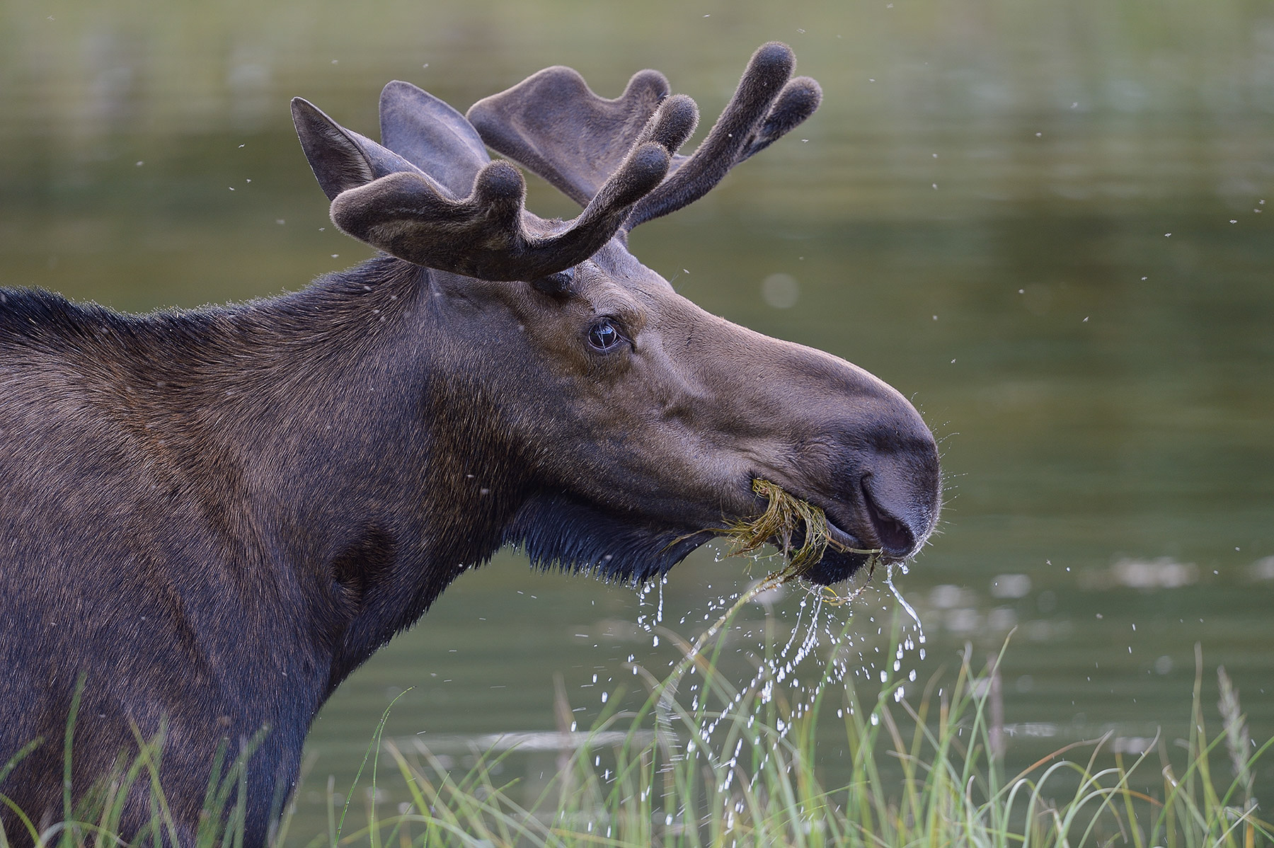 Moose in Velvet