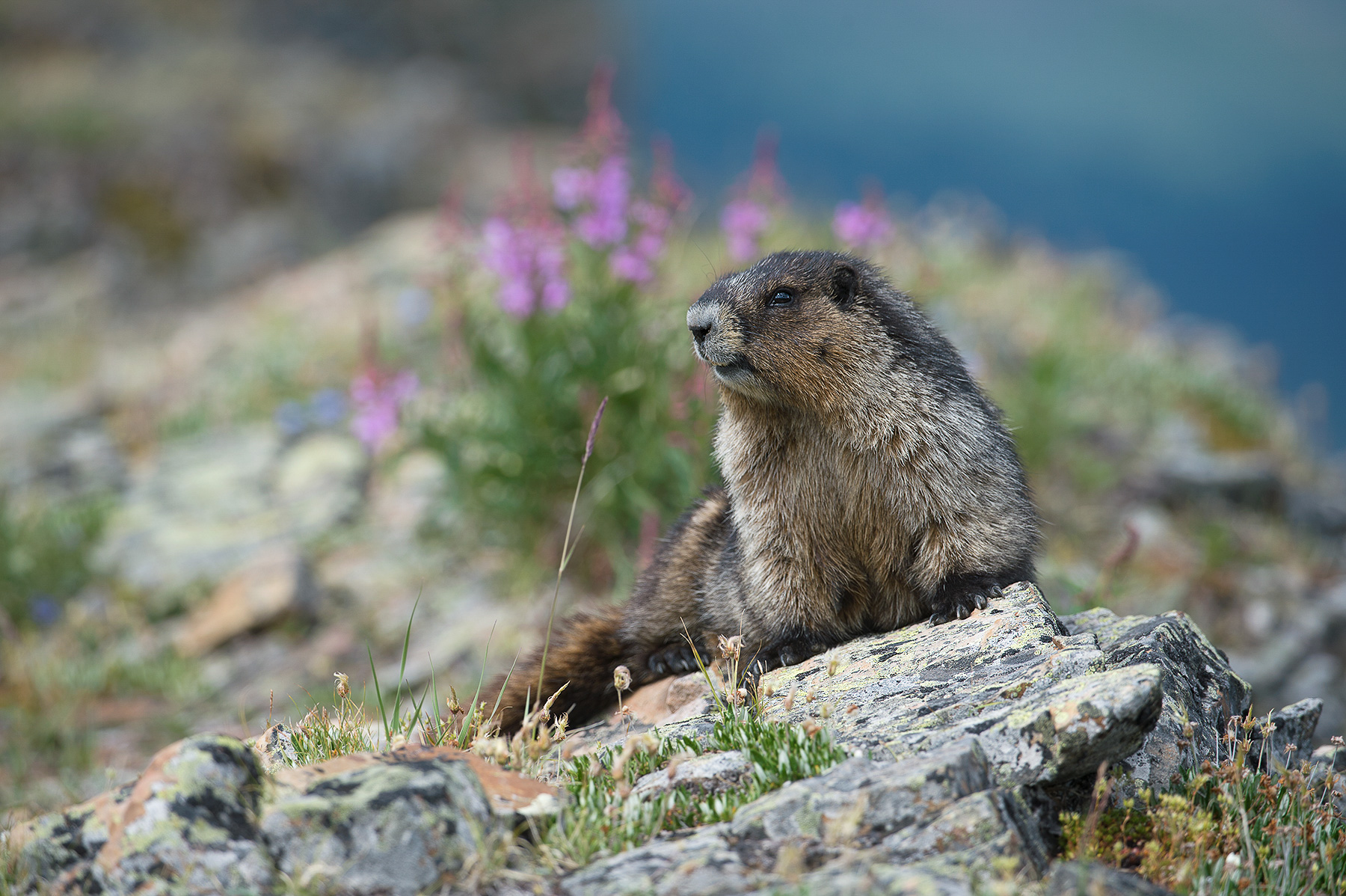 Hoary Marmot