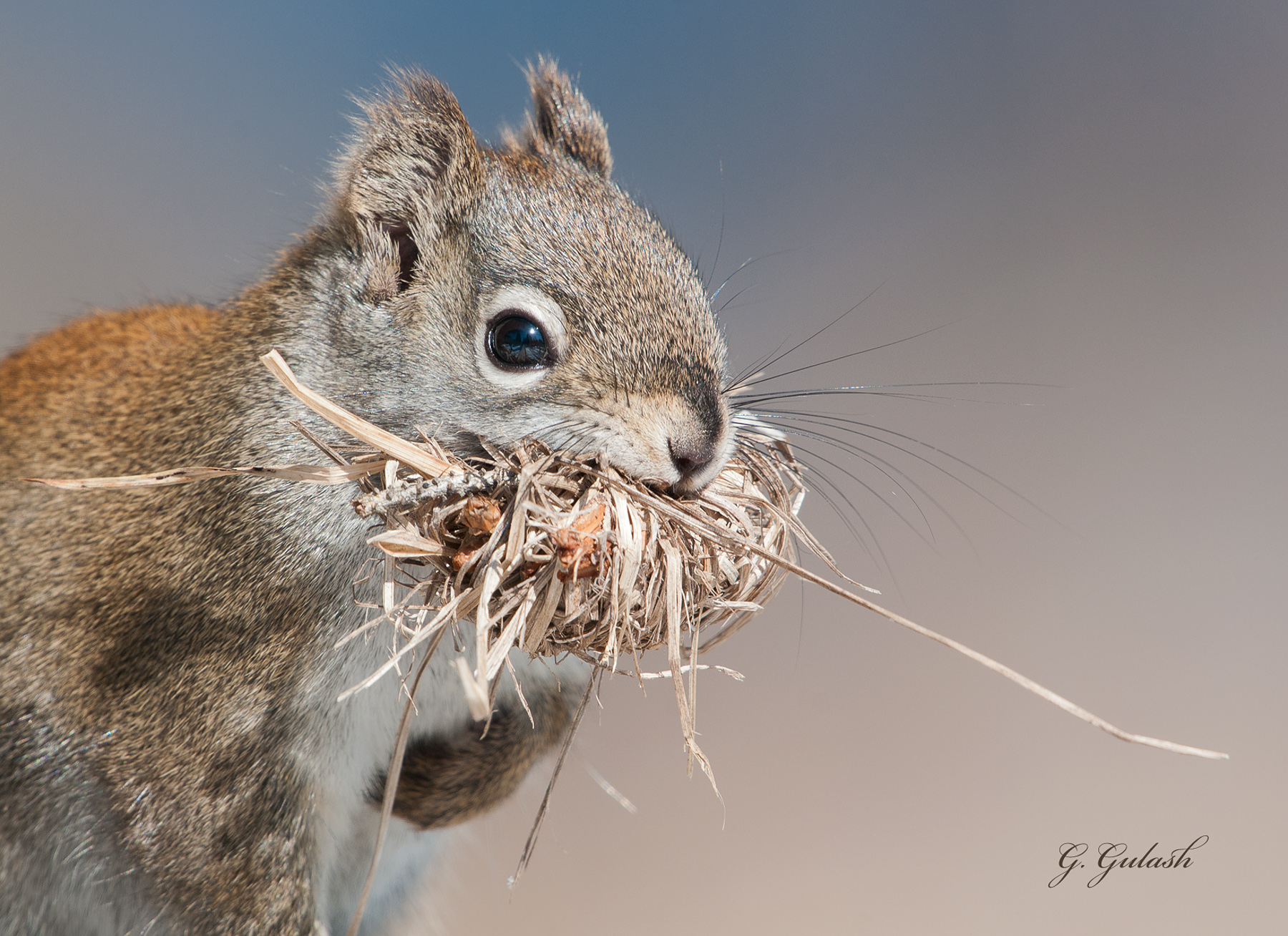 Red Squirrel