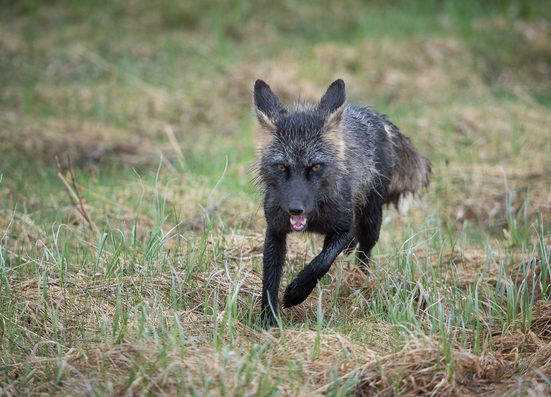 Cross Fox