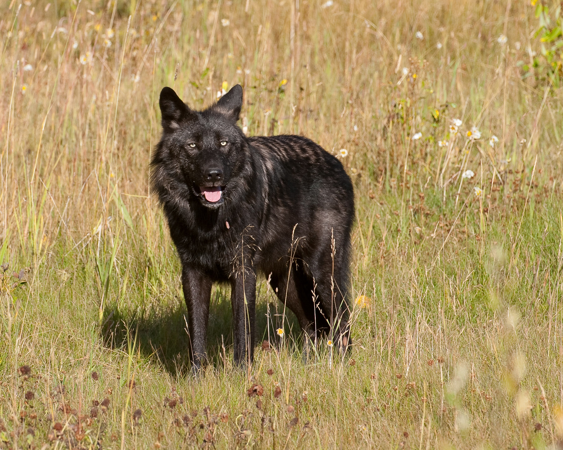 Panting Wolf