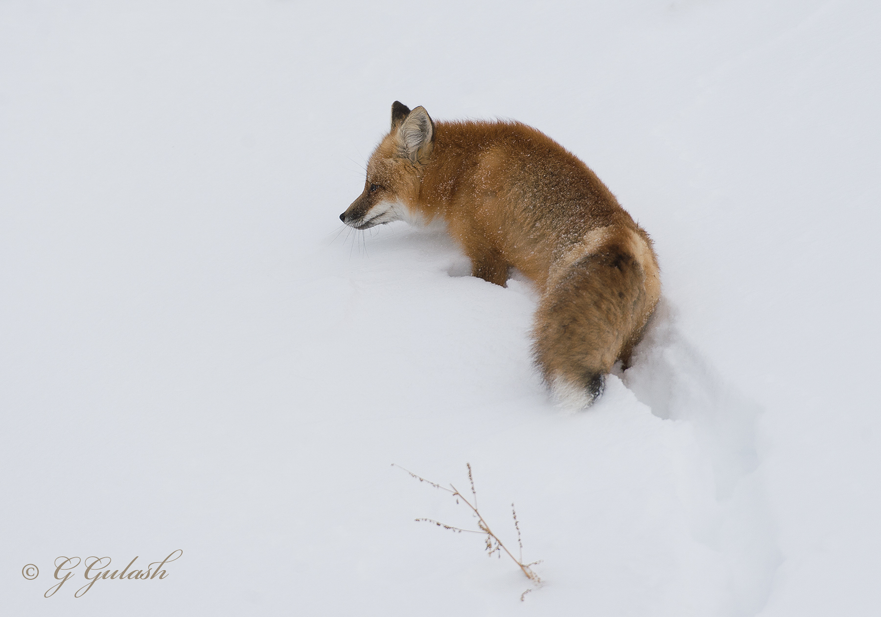 Red Fox