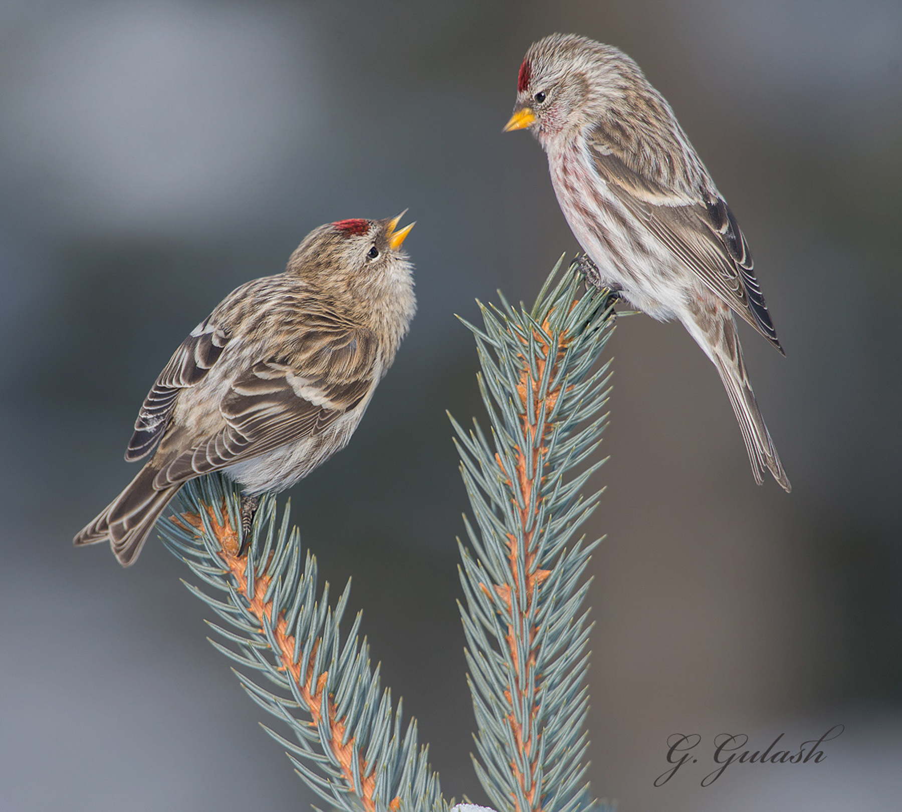 Common Redpoll