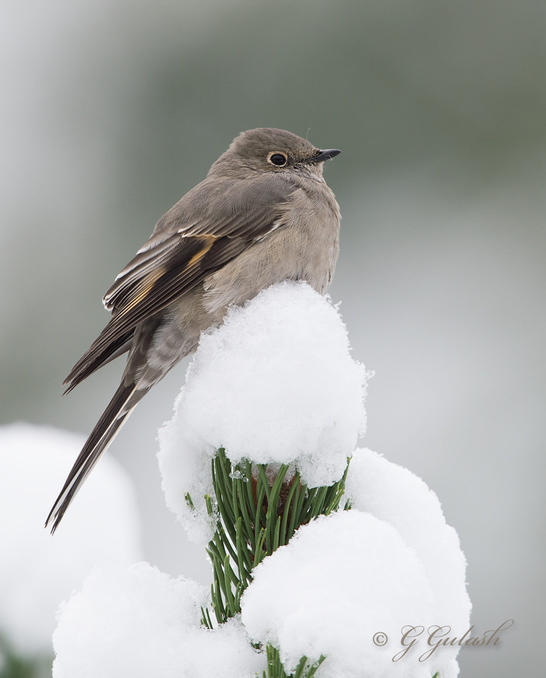 Townsend's Solitaire
